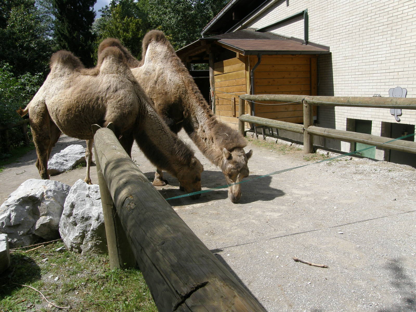 ZOO Ljubljana - Bactrian camels