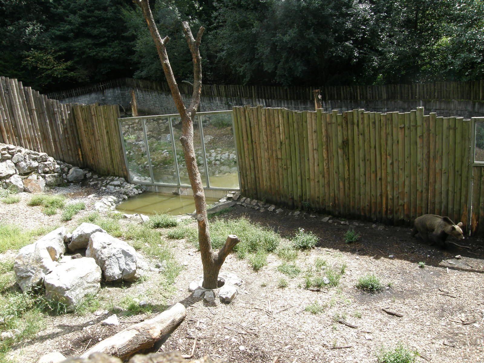 ZOO Ljubljana - Brown bears