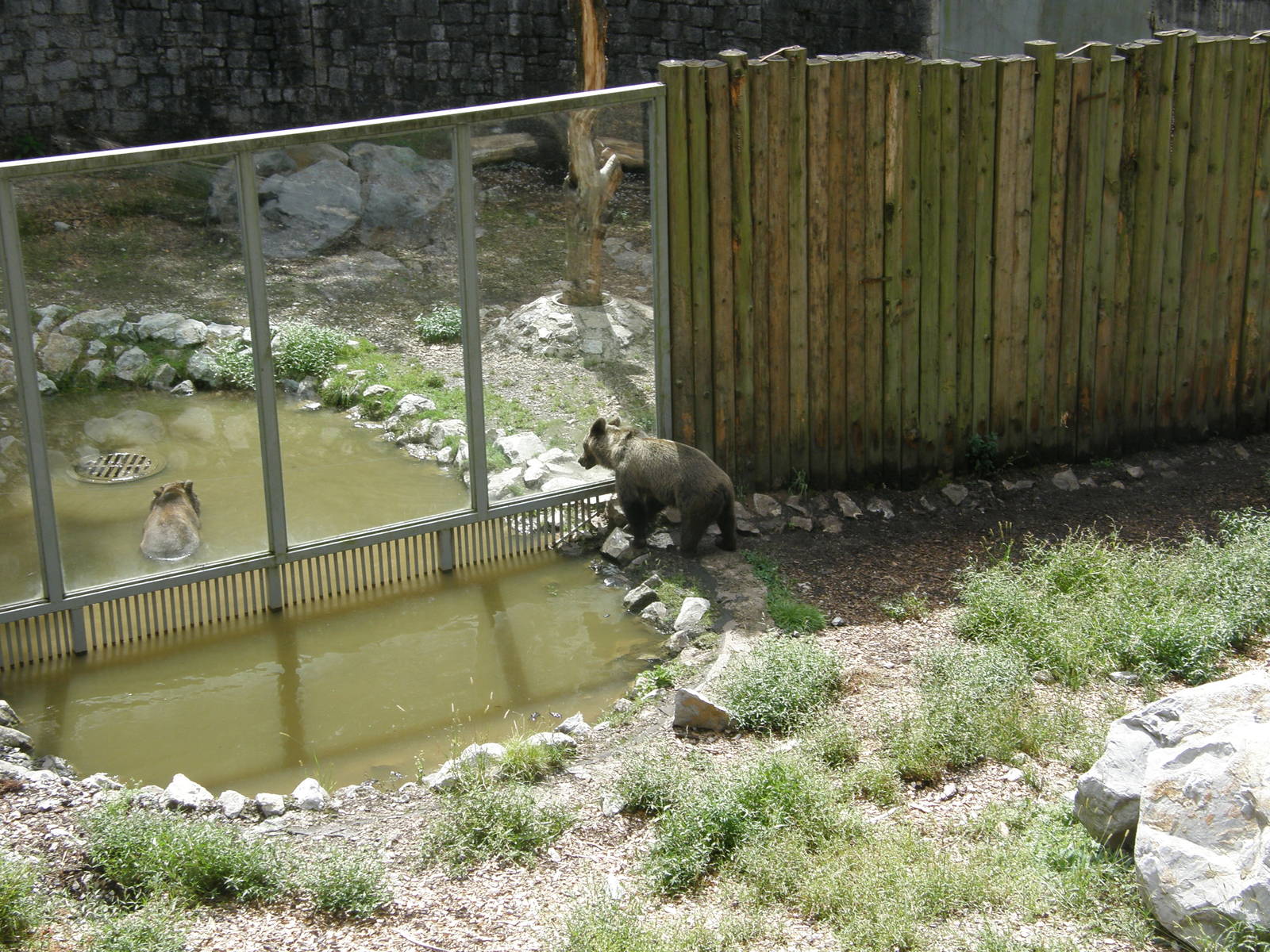 ZOO Ljubljana - Brown bears
