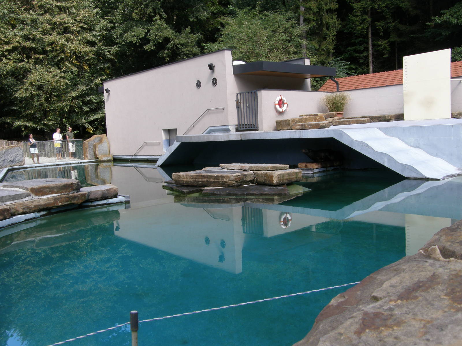 ZOO Ljubljana - California sea lion