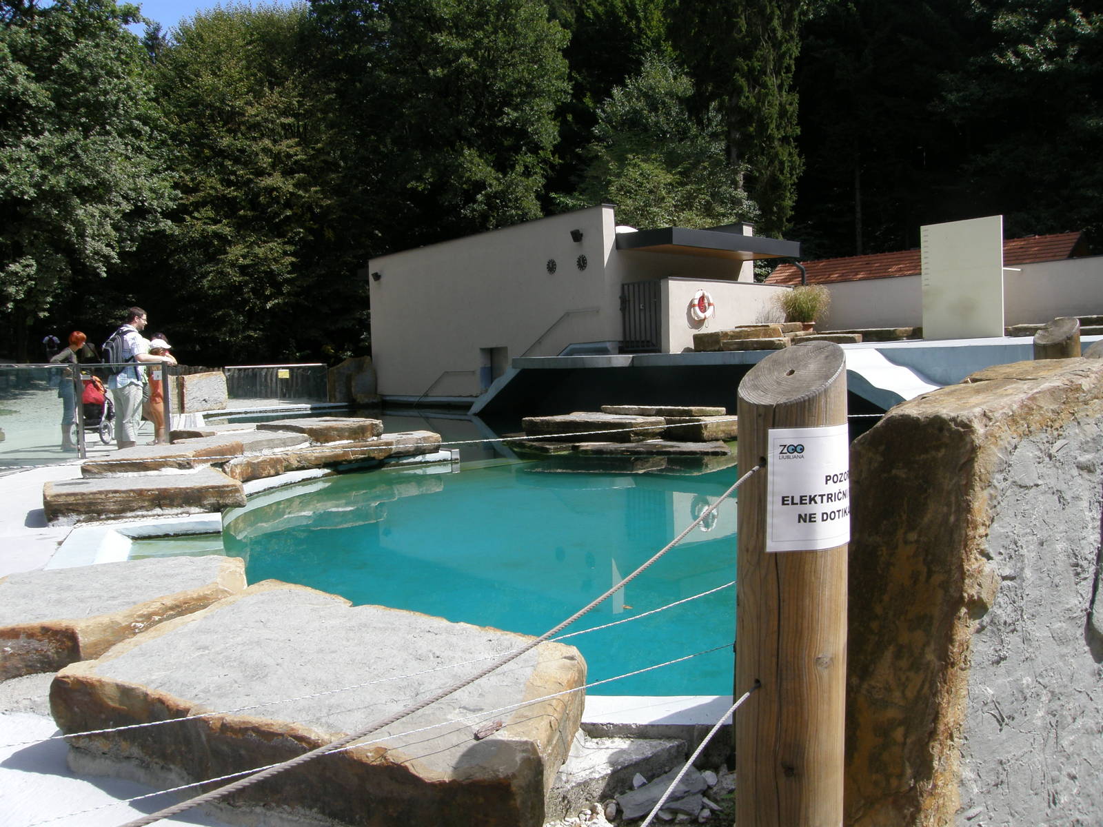 ZOO Ljubljana - California sea lions