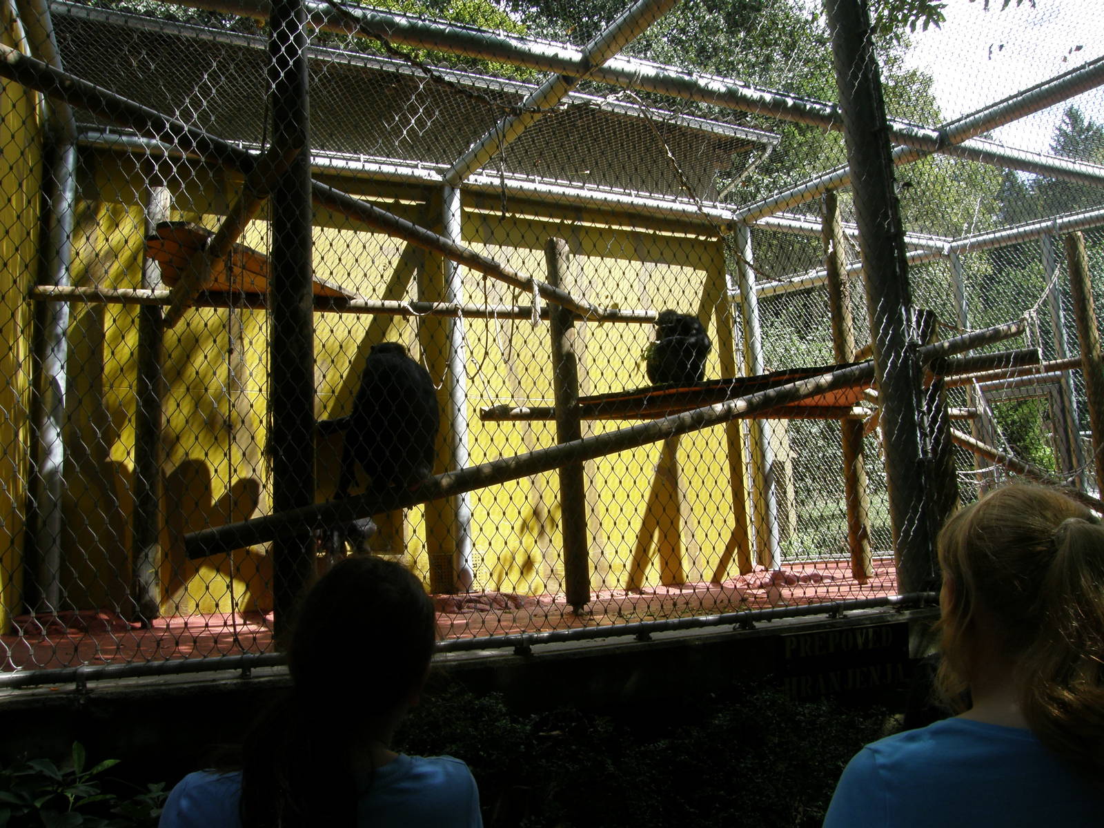 ZOO Ljubljana - Chimpanzees
