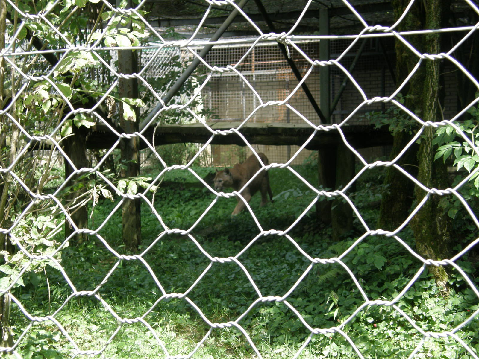 ZOO Ljubljana - Cougar