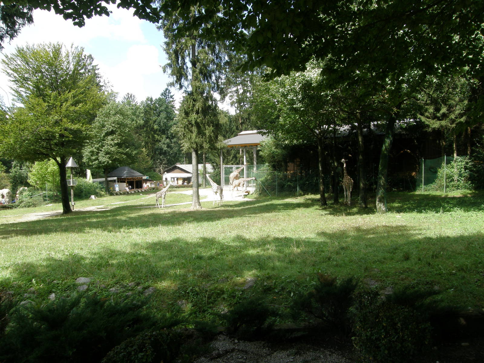 ZOO Ljubljana - Giraffe yard