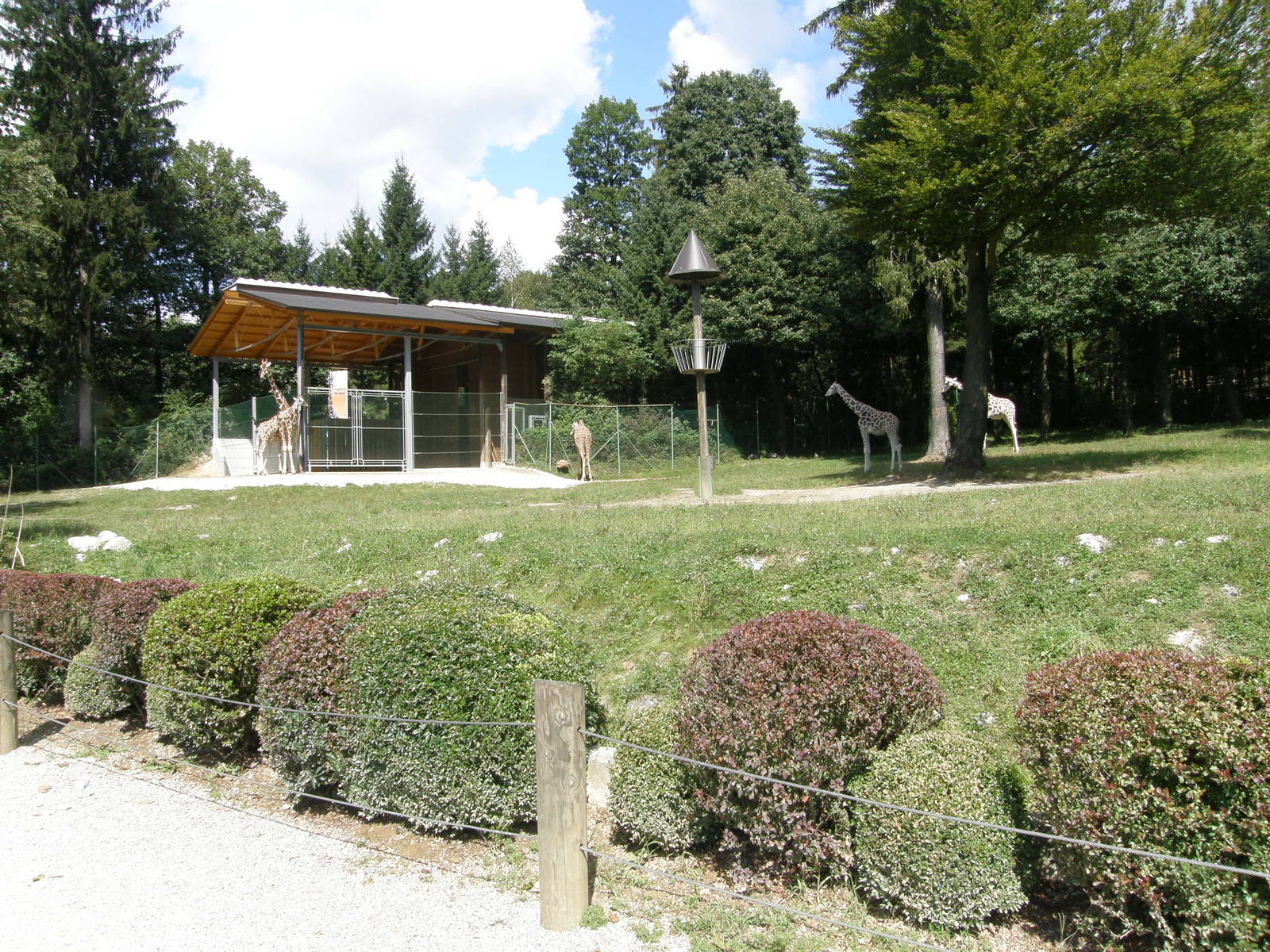 ZOO Ljubljana - Giraffes