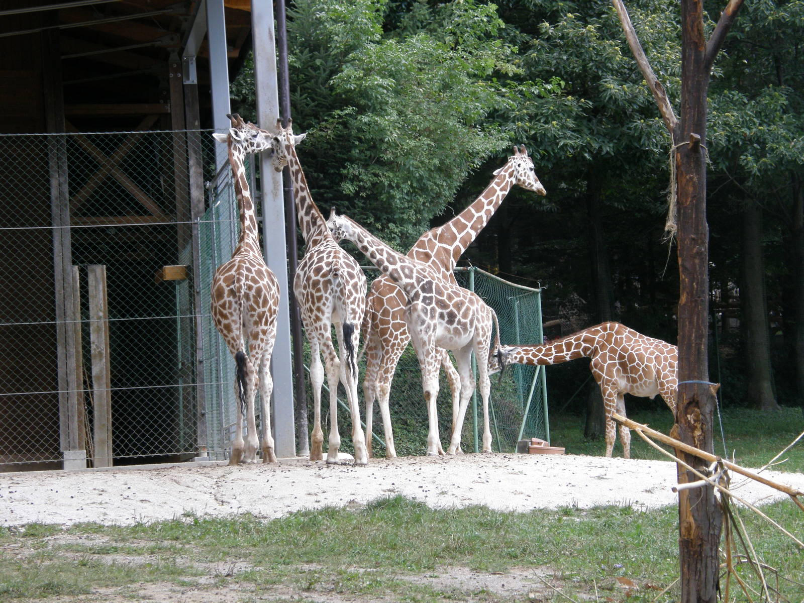 ZOO Ljubljana - Giraffes