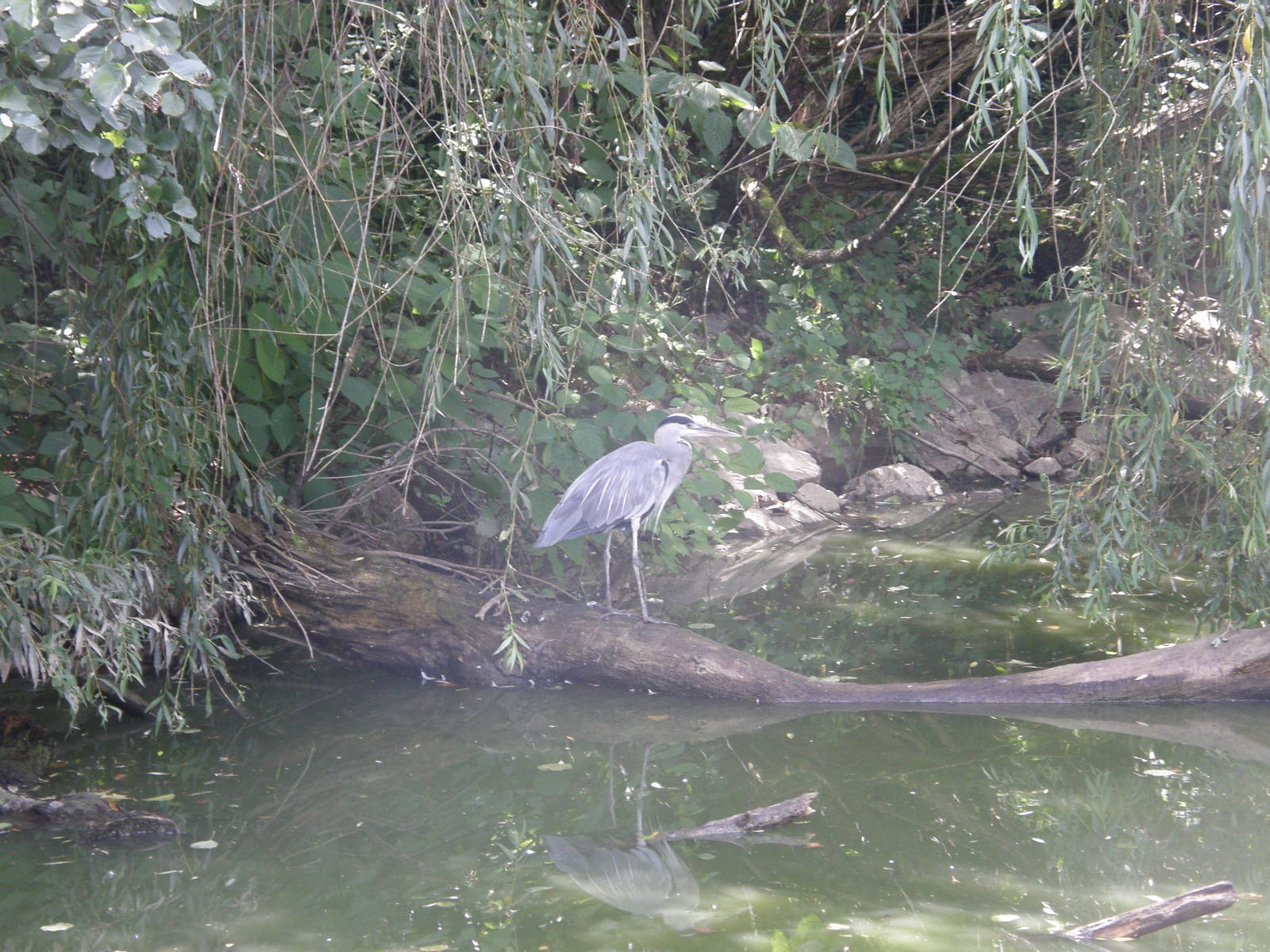 ZOO Ljubljana - Grey heron