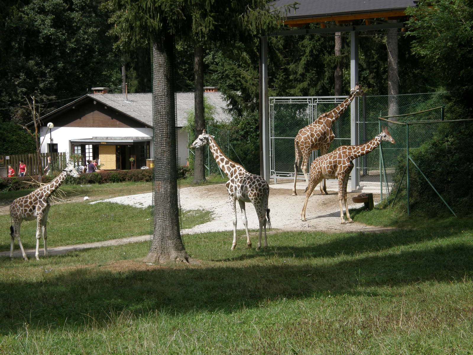 ZOO Ljubljana - Group of giraffes