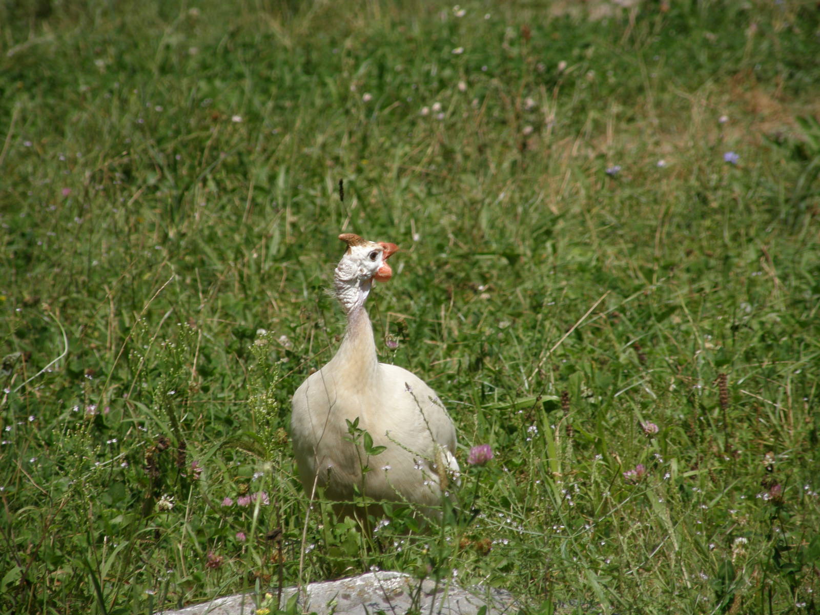 ZOO Ljubljana - Helmeted guineafowl - white
