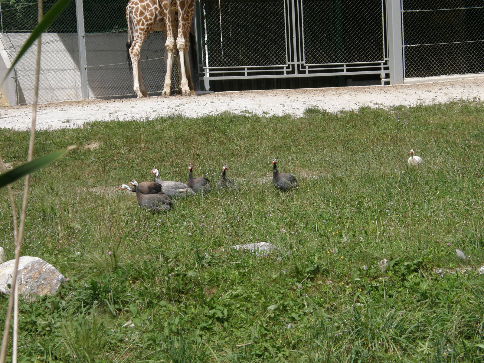 ZOO Ljubljana - Helmeted guineafowl
