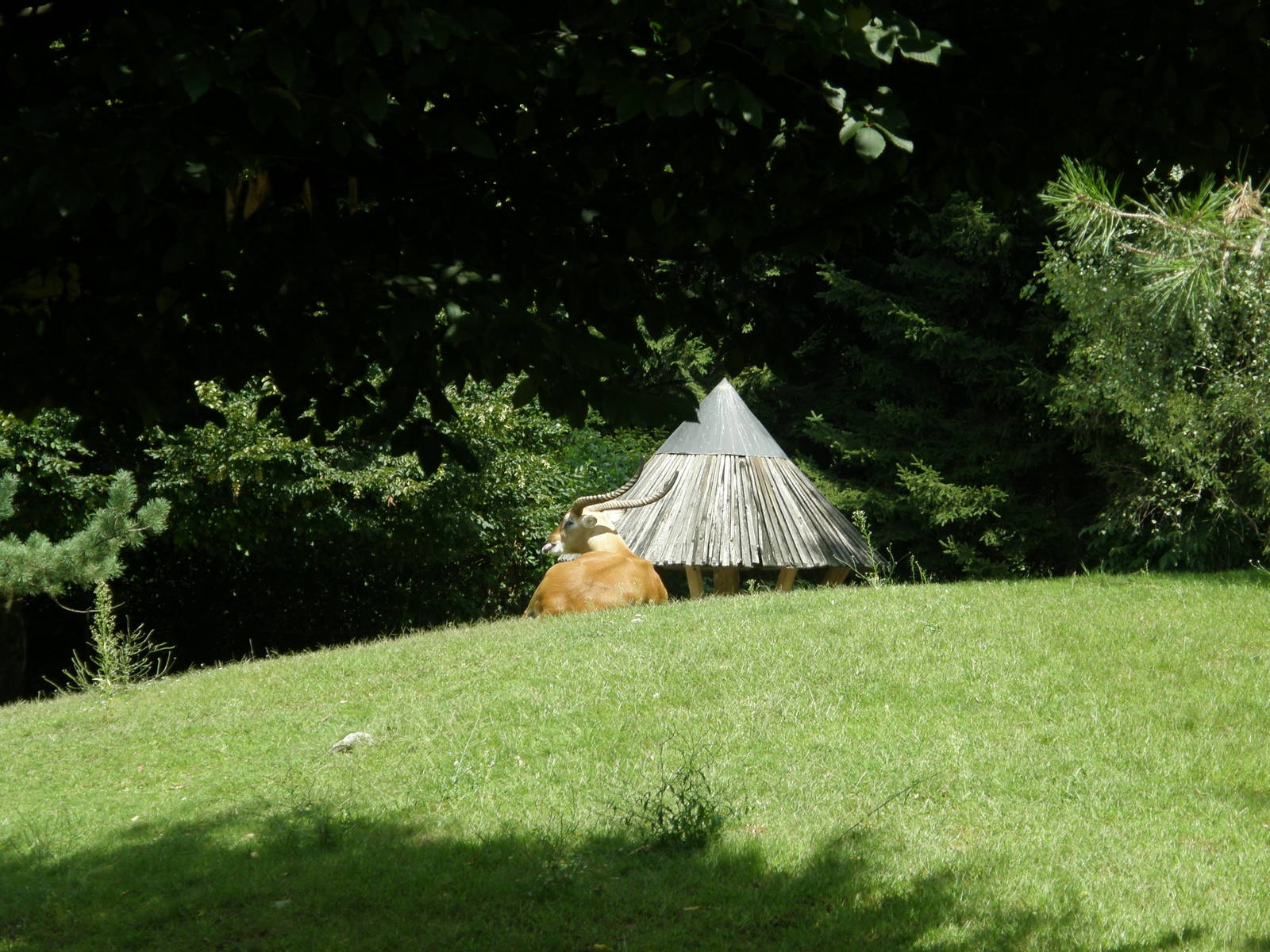 ZOO Ljubljana - Lechwe