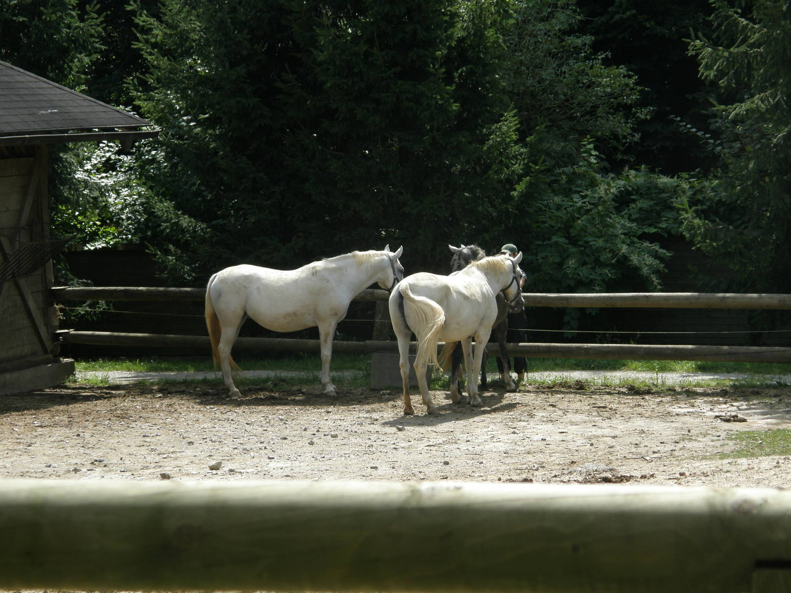 ZOO Ljubljana - Lipizzan horses
