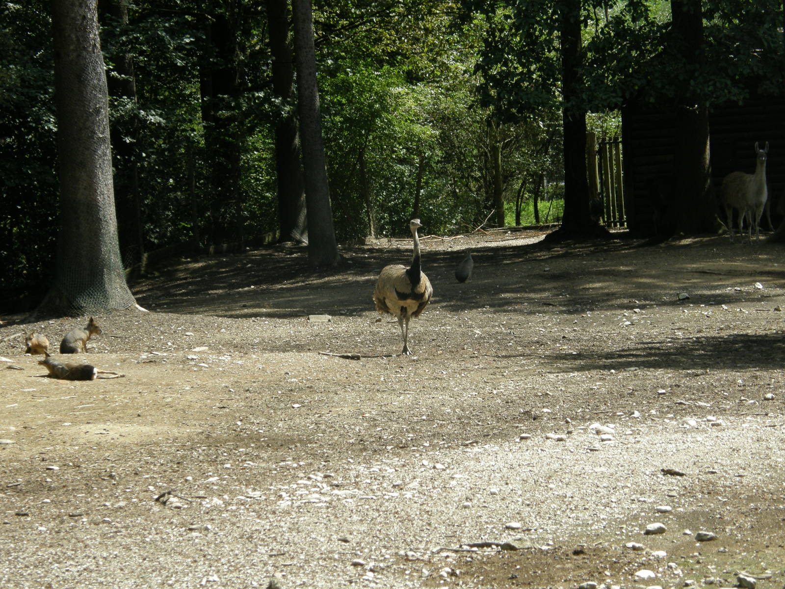 ZOO Ljubljana - Mixed south american exibit