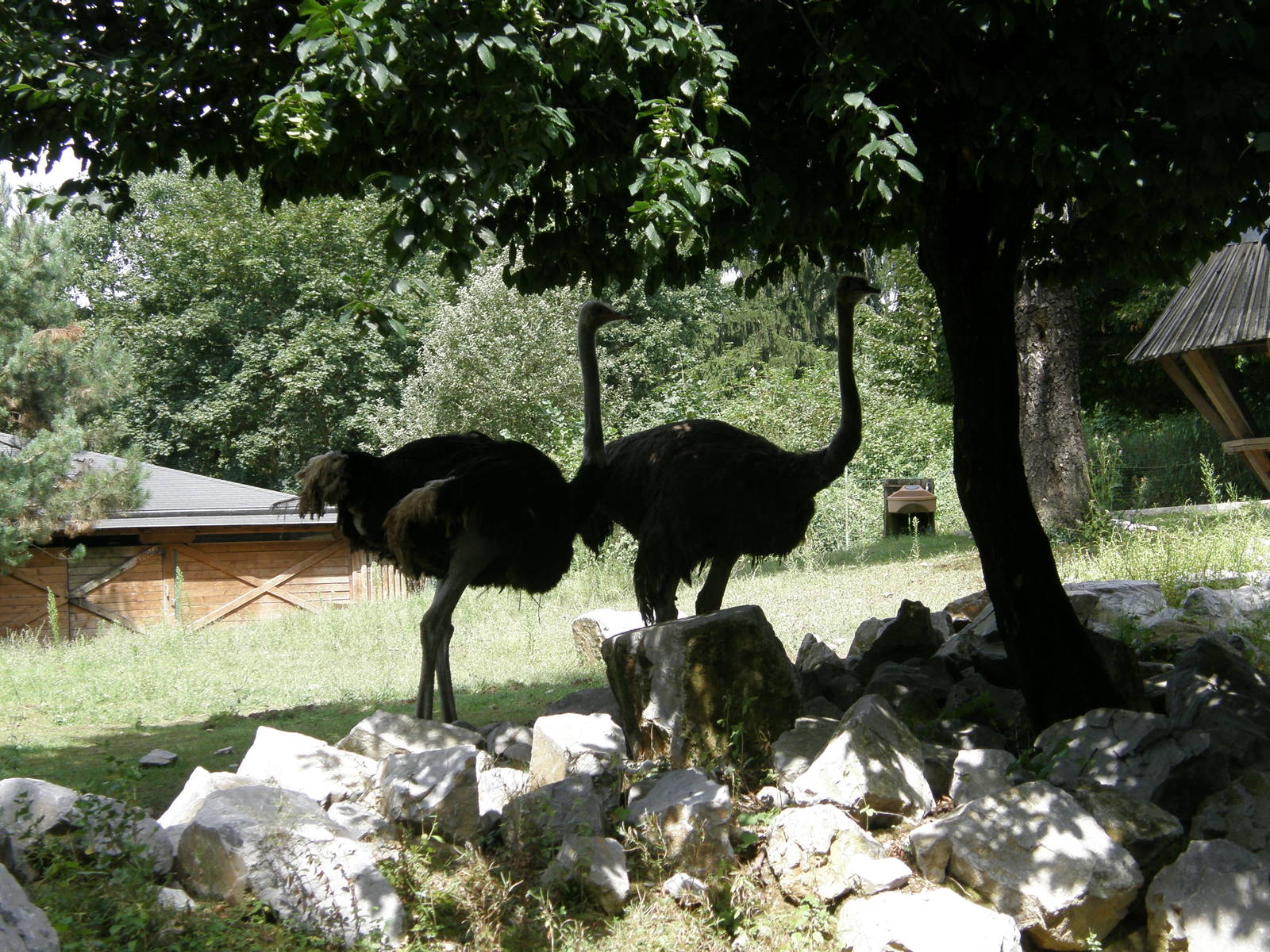 ZOO Ljubljana - Ostriches