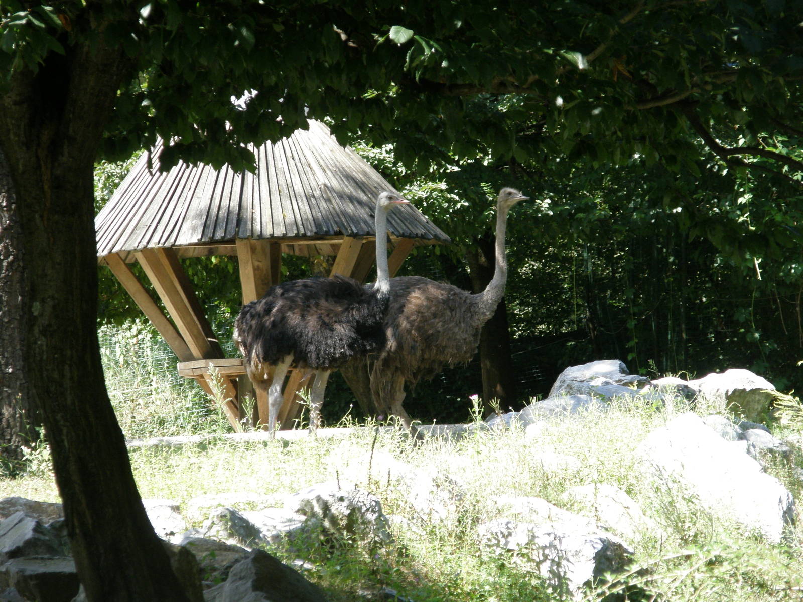 ZOO Ljubljana - Ostriches