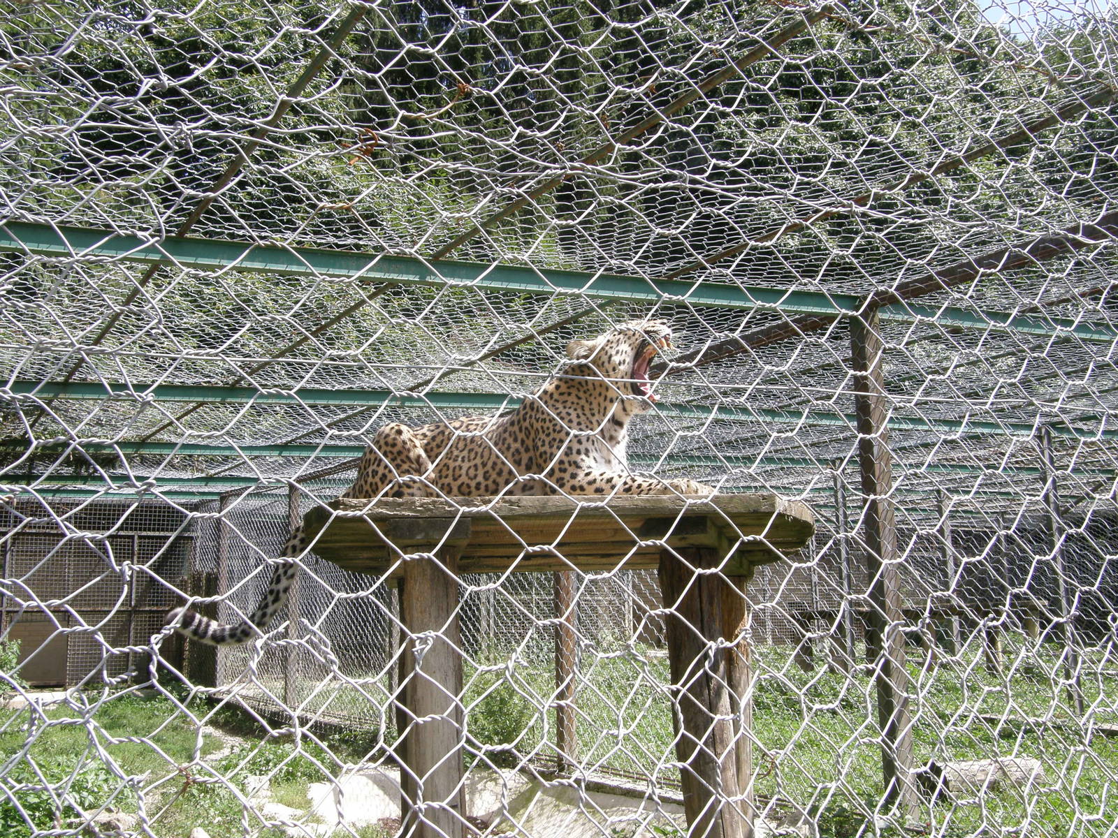 ZOO Ljubljana - Persian leopard