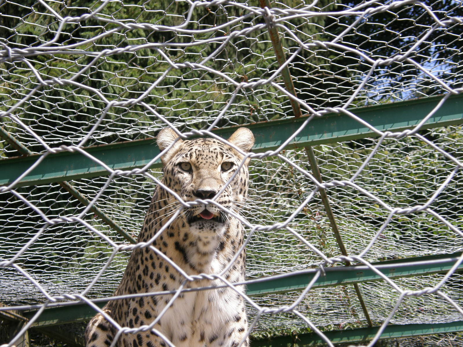 ZOO Ljubljana - Persian leopard