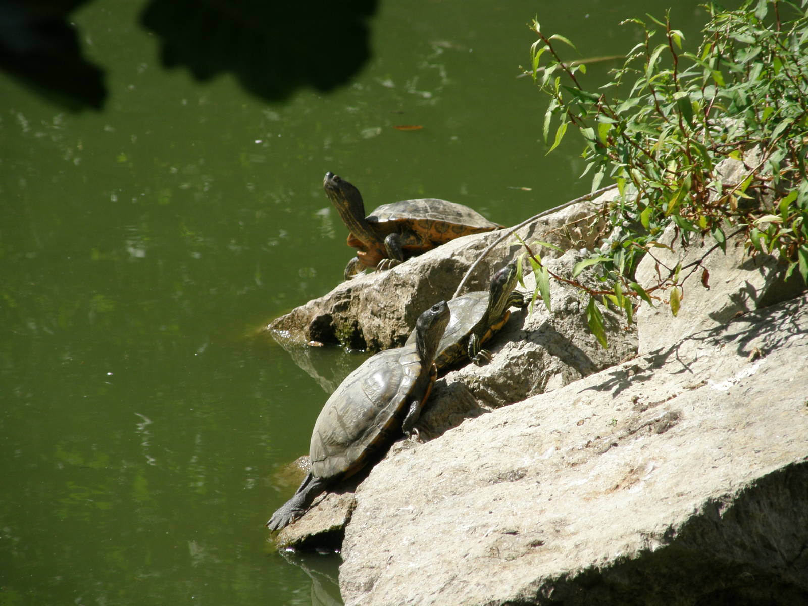 ZOO Ljubljana - Pond turtles