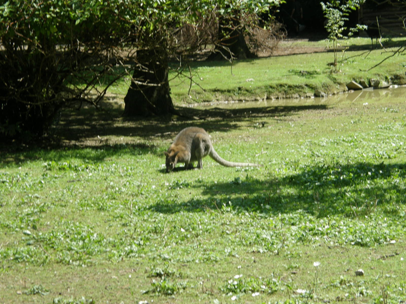 ZOO Ljubljana - Red kangoroo