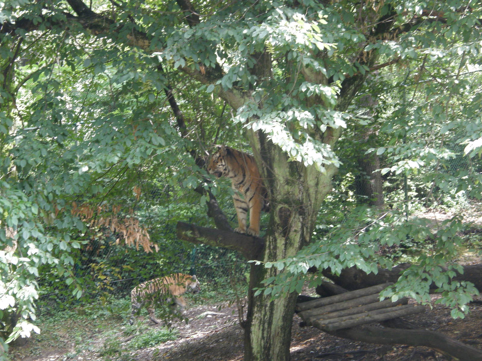 ZOO Ljubljana - Tigers