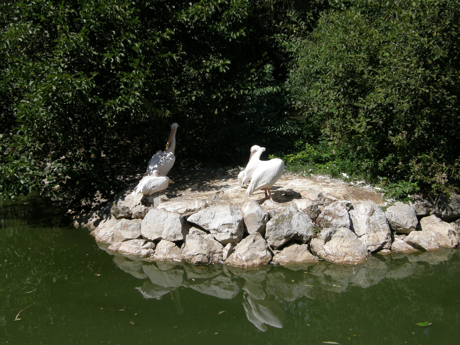 ZOO Ljubljana - White pelicans