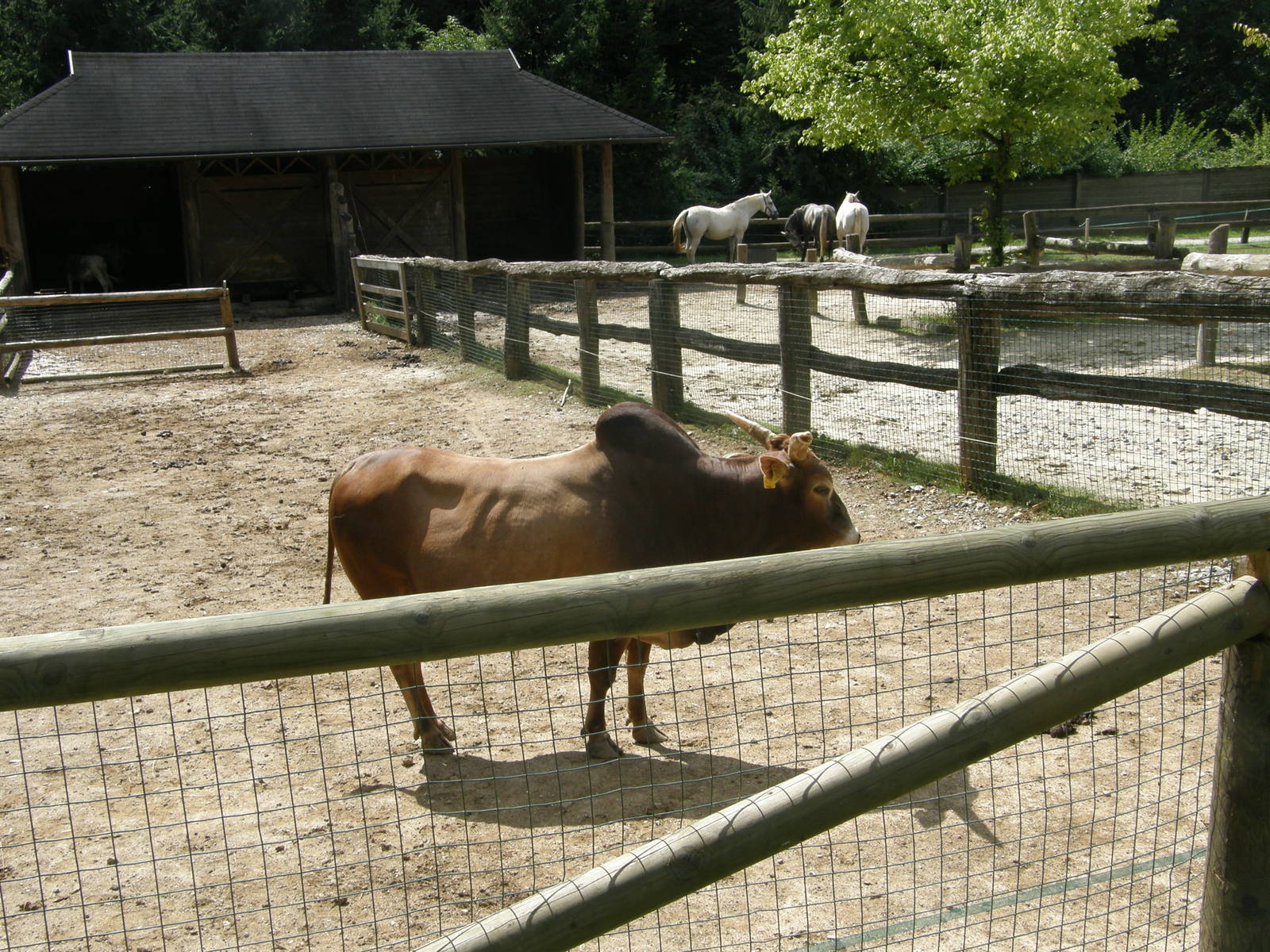 ZOO Ljubljana - Zebu