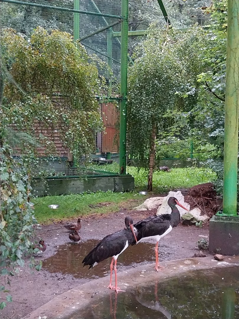 Zoo Lubin - Complex 13 (Storks) - Black stork (Ciconia nigra) and Ferruginous duck (Aythya nyroca)
