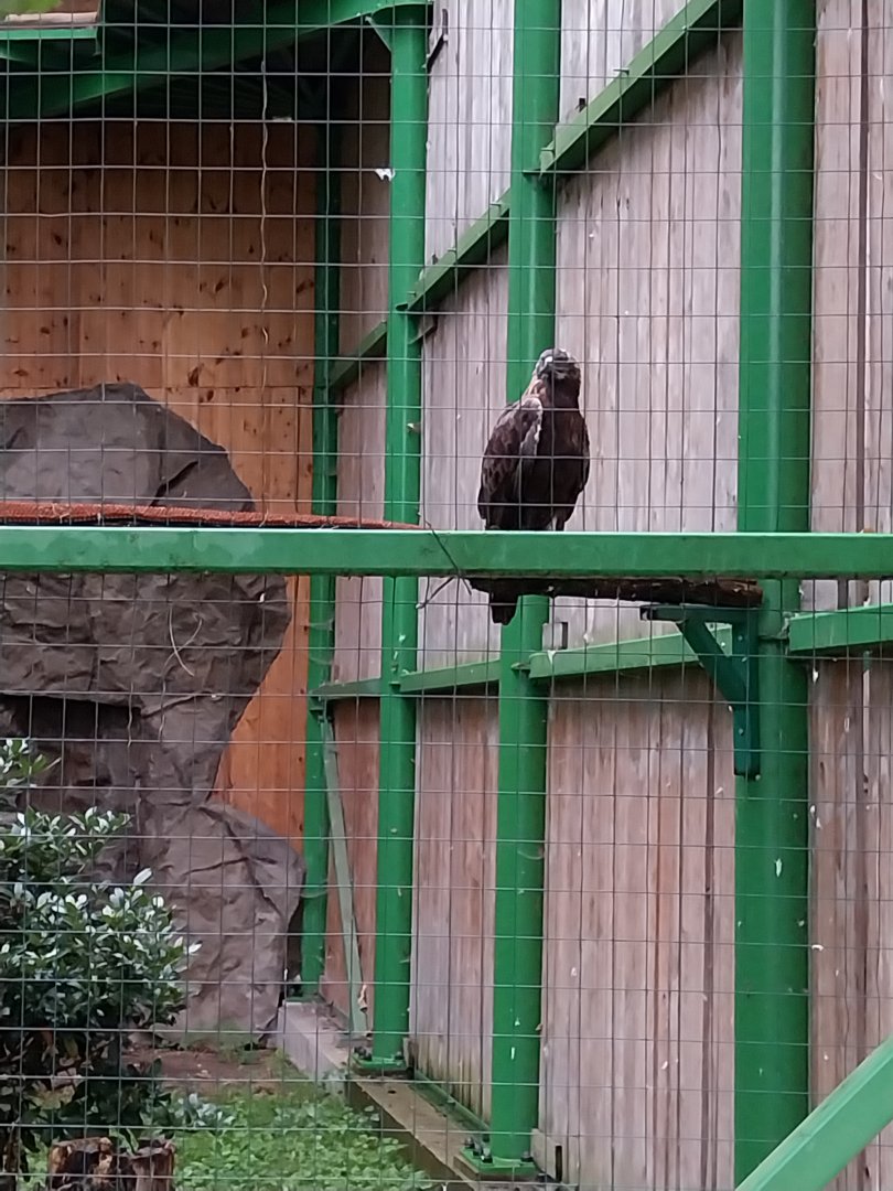 Zoo Lubin - Complex 14 (Eagles) - European golden eagle (Aquila chrysaetos chrysaetos)