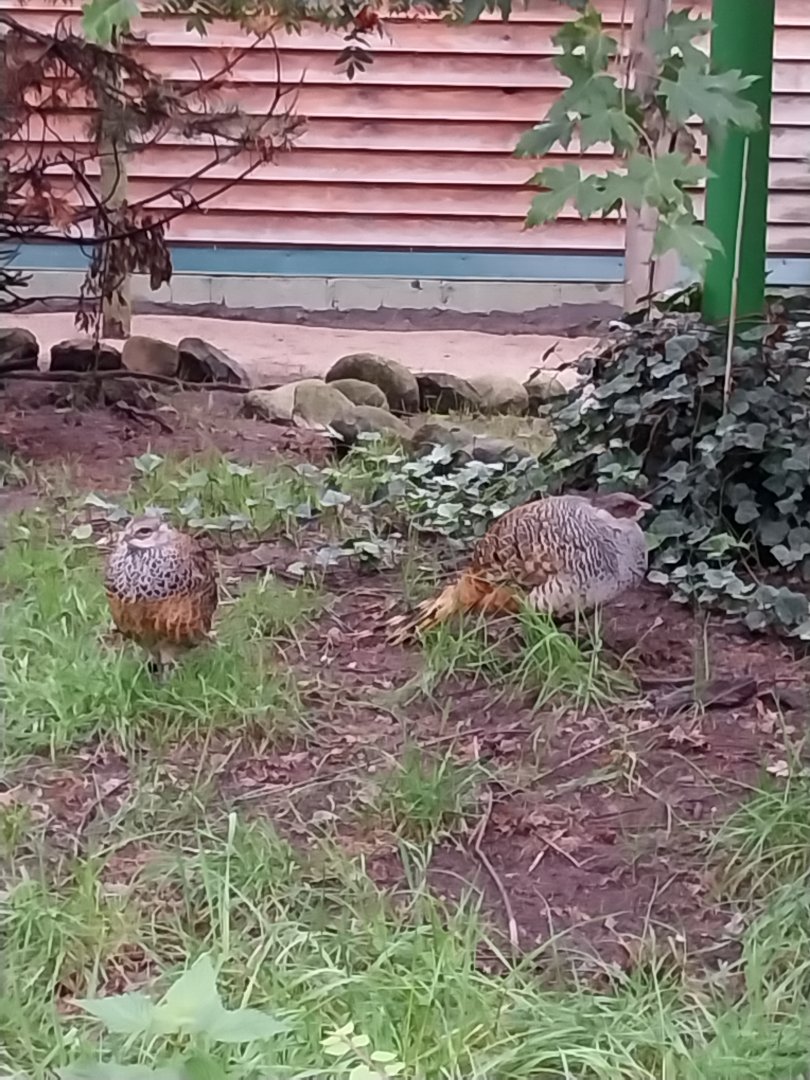 Zoo Lubin - Complex 31 - Cheer pheasant (Catreus wallichii)