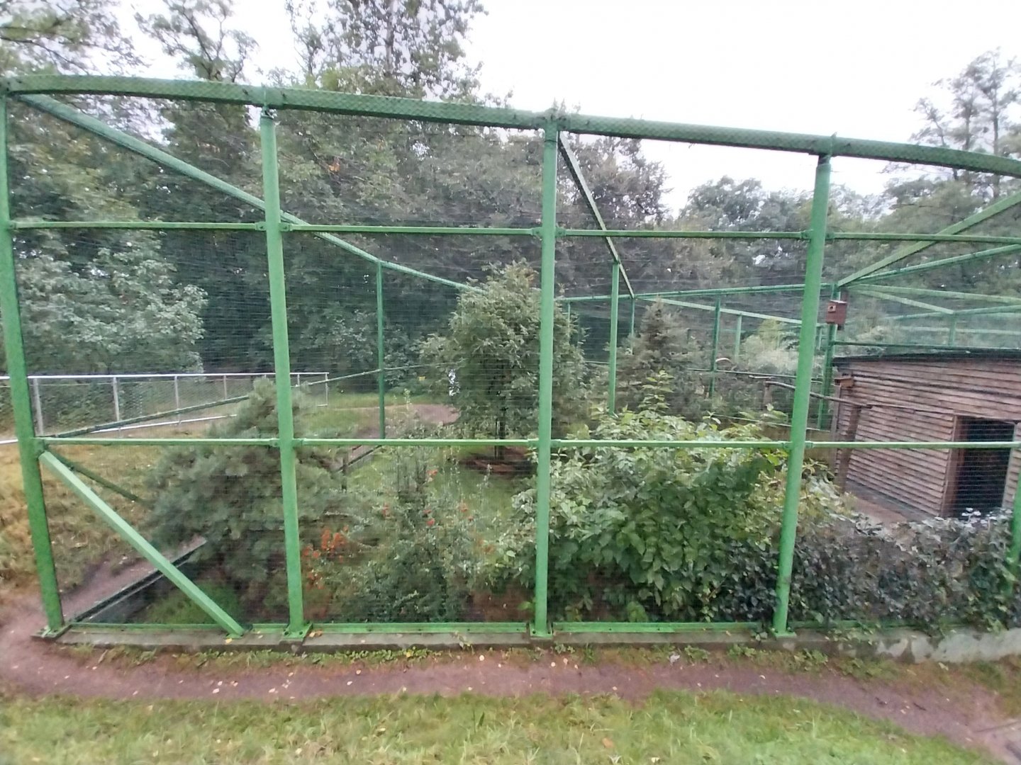 Zoo Lubin - Complex 31 - Eurasian hobby aviary
