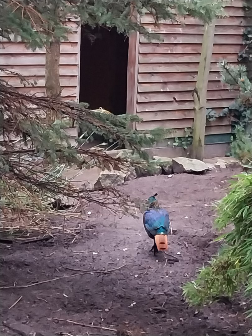 Zoo Lubin - Complex 31 - Himalayan monal (Lophophorus impejanus)