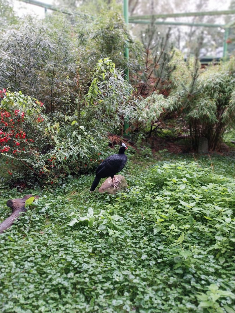 Zoo Lubin - Complex 31 - Northern helmeted curassow (Pauxi pauxi pauxi)