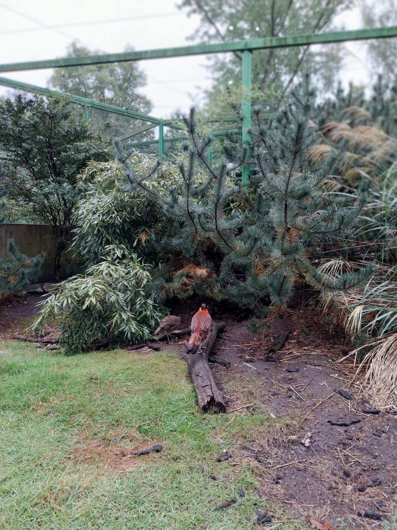 Zoo Lubin - Complex 31 - Temminck tragopan (Tragopan temminckii)