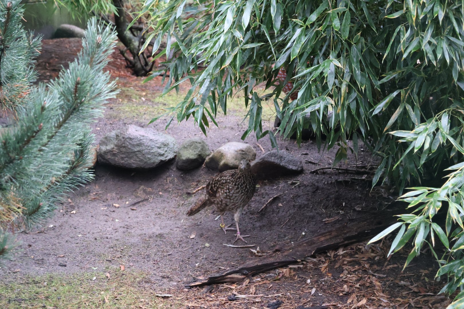 Zoo Lubin - Complex 31 - Temminck tragopan (Tragopan temminckii)
