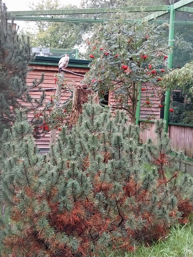 Zoo Lubin - Complex 31 - White Eared pheasant (Crossoptilon crossoptilon)