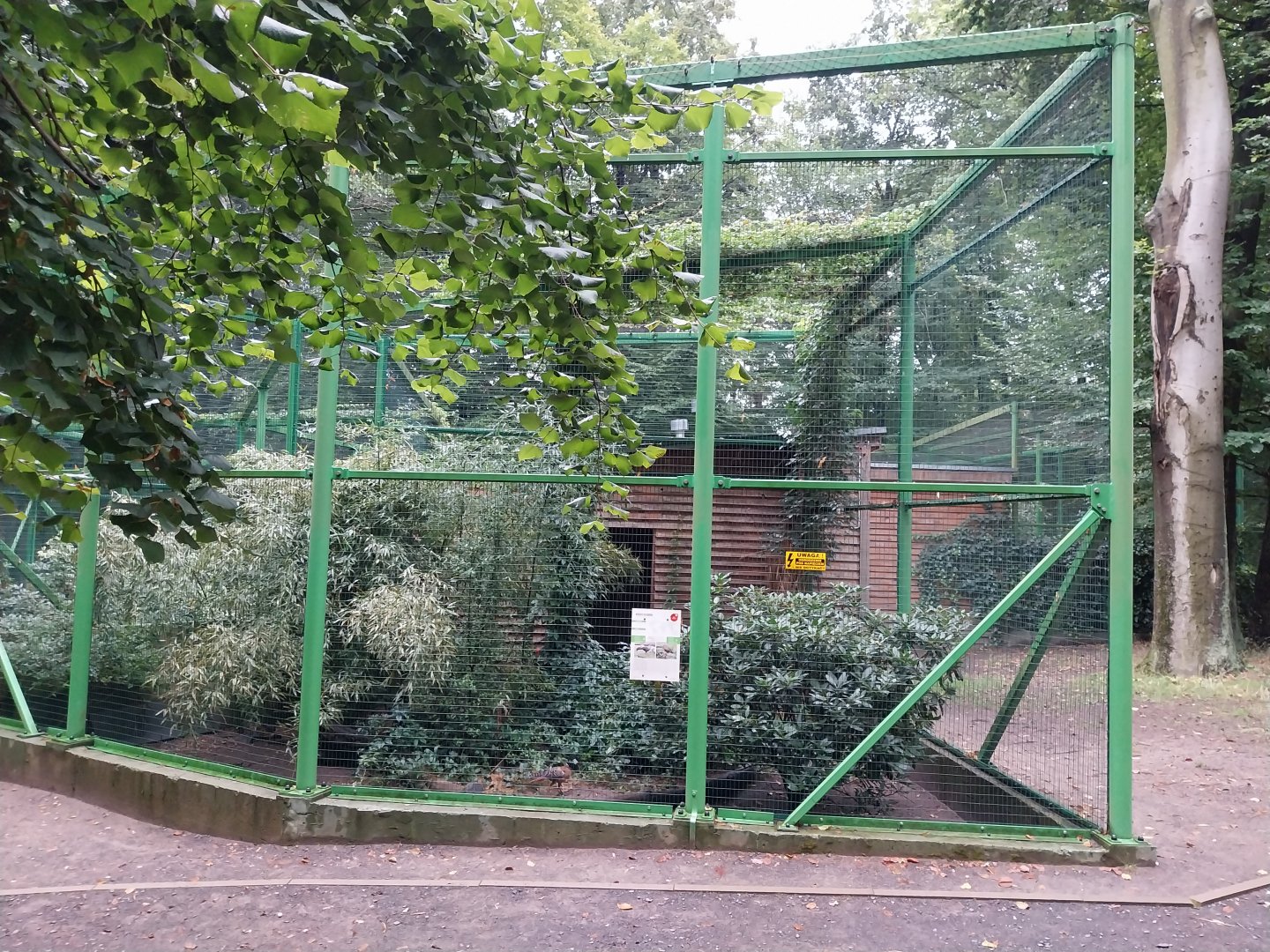 Zoo Lubin - Complex 32 (Lophura and Symaticus) - Siamese fireback aviary