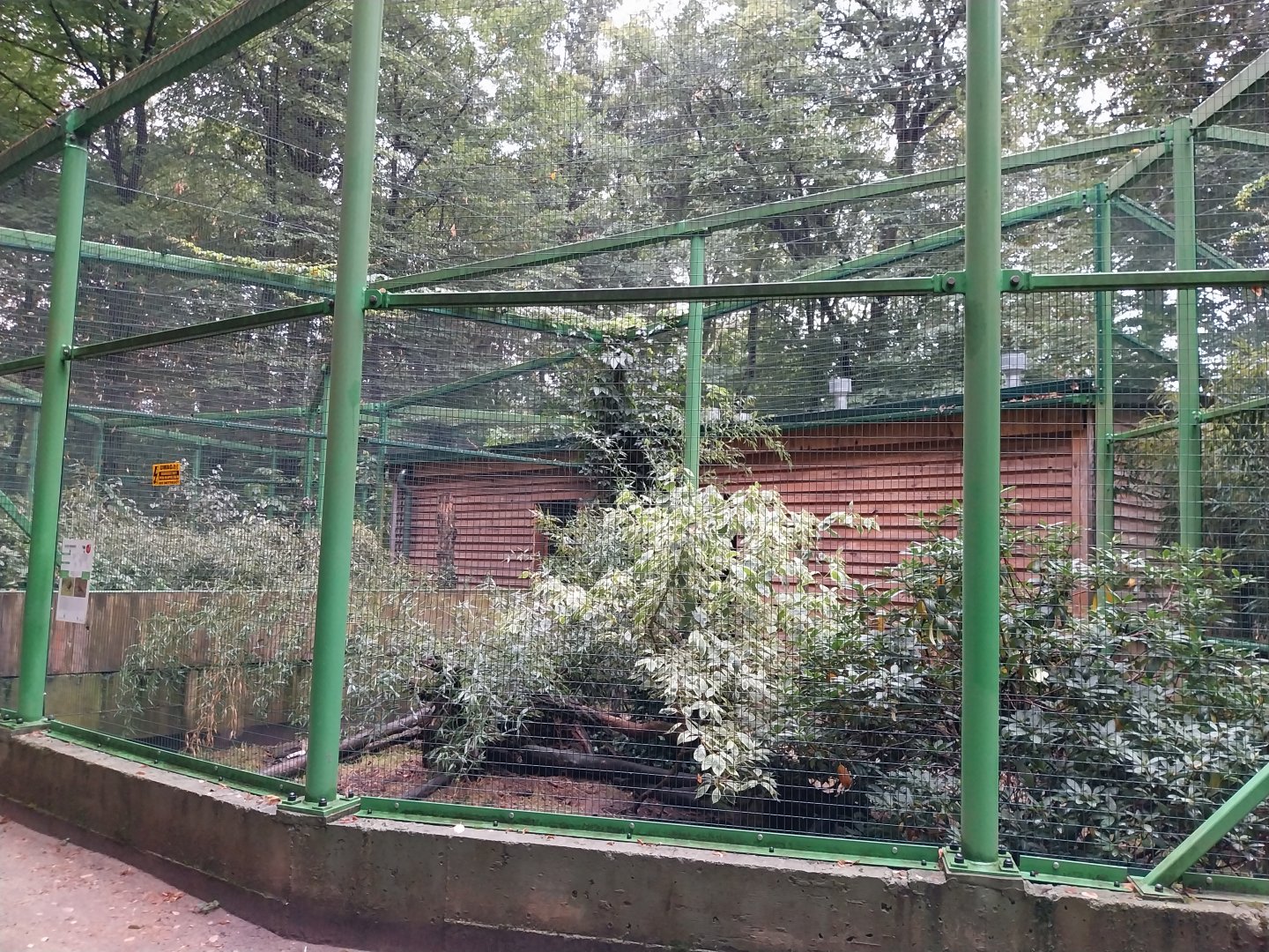 Zoo Lubin - Complex 32 (Lophura and Syrmaticus) - Mrs. Hume's pheasant aviary