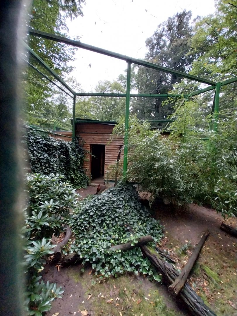 Zoo Lubin - Complex 32 (Lophura and Syrmaticus) - Soemmerings Copper pheasant (Syrmaticus soemmerringii soemmerringii)