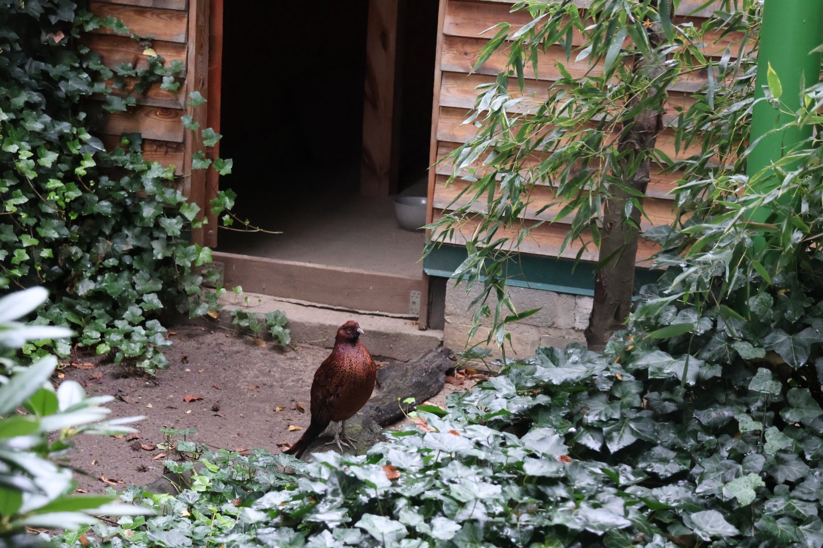 Zoo Lubin - Complex 32 (Lophura and Syrmaticus) - Soemmerings Copper pheasant (Syrmaticus soemmerringii soemmerringii)