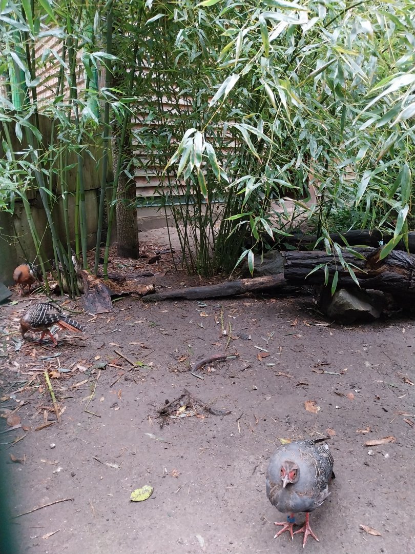 Zoo Lubin - Complex 33 (Lophura and Syrmaticus) - Siamese fireback (Lophura diardi)