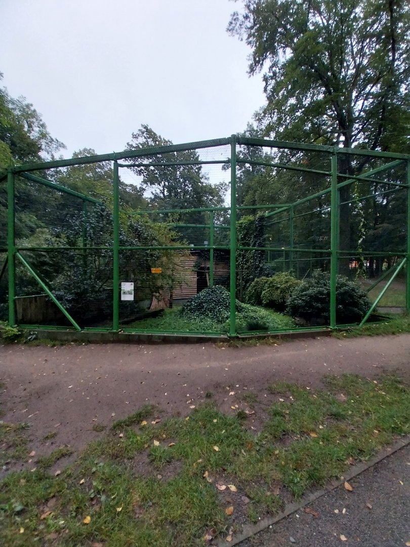 Zoo Lubin - Complex 34 (Lophura) - Bornean Crested fireback (?) aviary