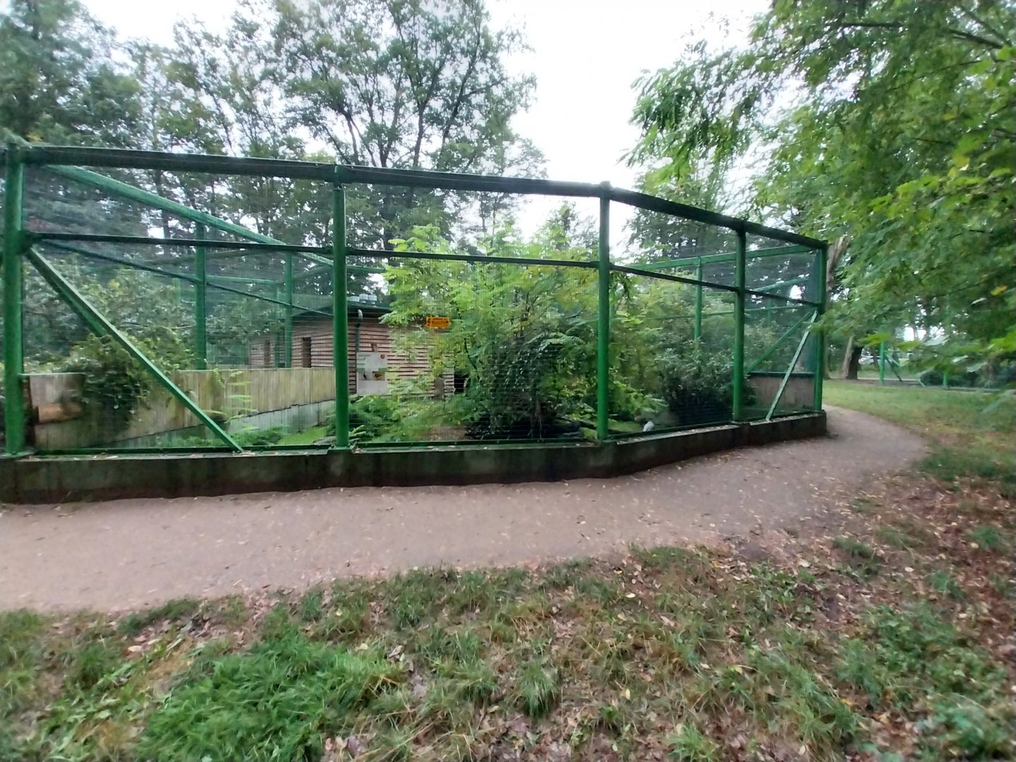 Zoo Lubin - Complex 34 (Lophura) - Jones' Silver pheasant aviary