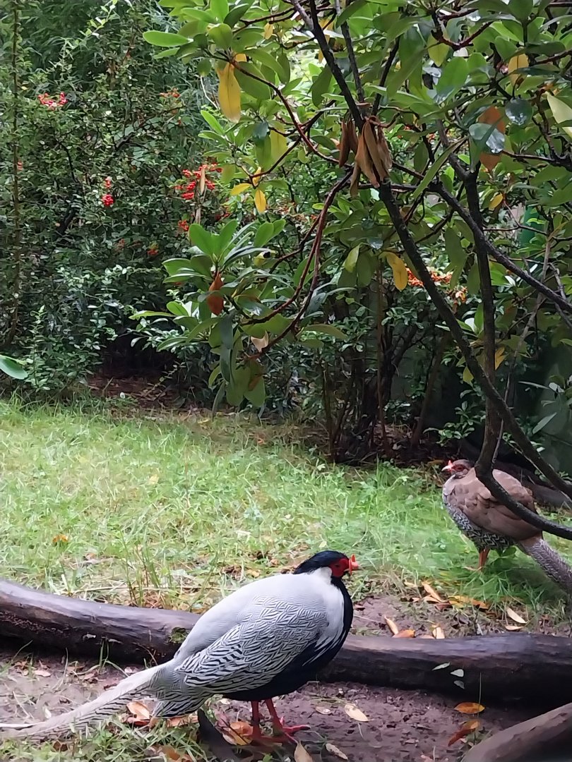 Zoo Lubin - Complex 34 (Lophura) - Jones' Silver pheasant (Lophura nucthemera jonesi)