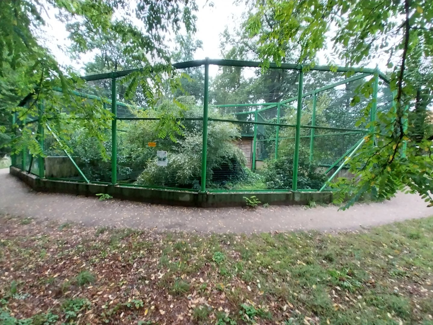 Zoo Lubin - Complex 34 (Lophura) - Malayan crestless fireback aviary