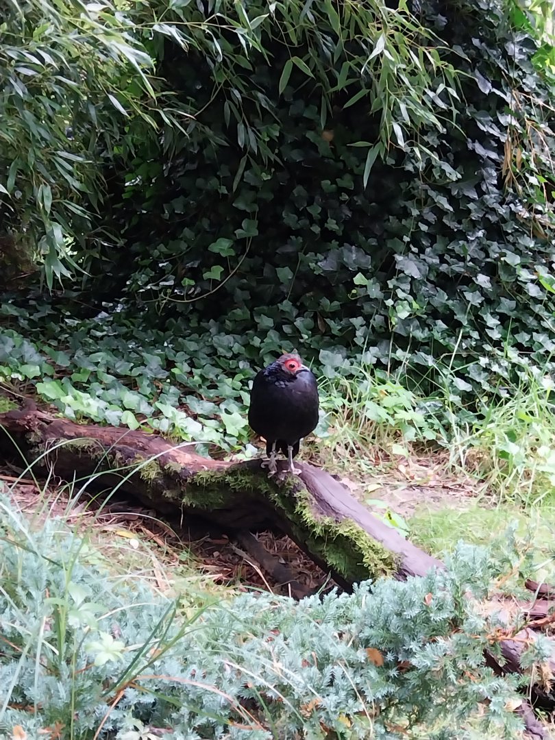 Zoo Lubin - Complex 34 (Lophura) - Malayan crestless fireback (Lophura erythrophthalma)