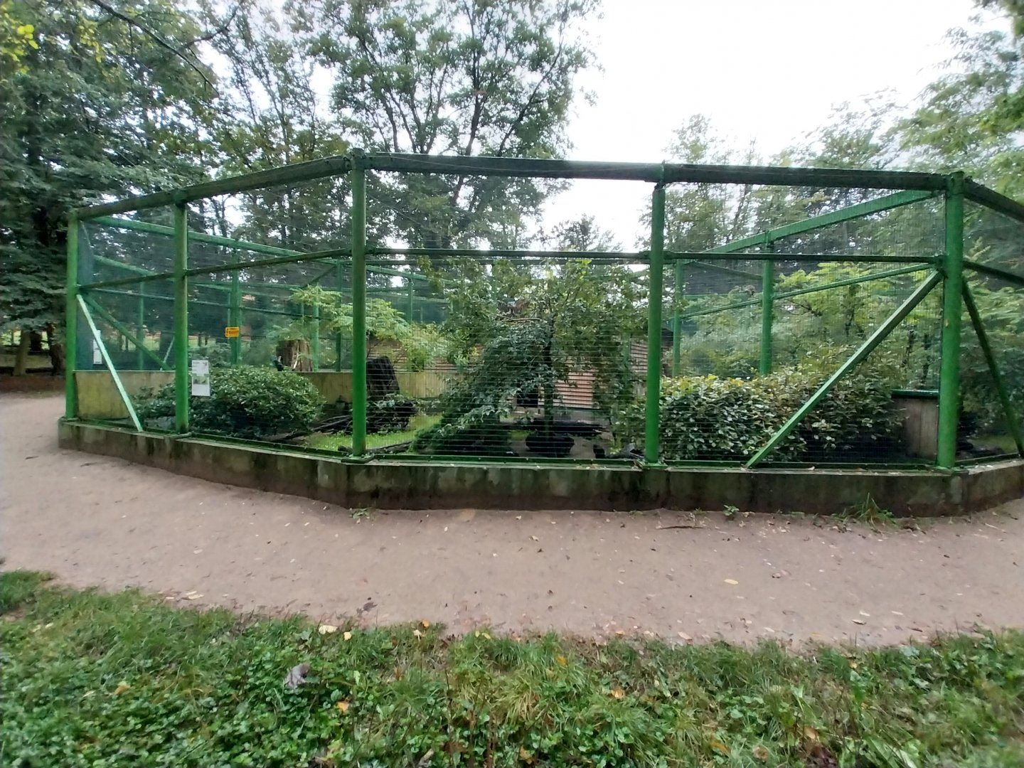Zoo Lubin - Complex 34 (Lophura) - Swinhoe pheasant aviary