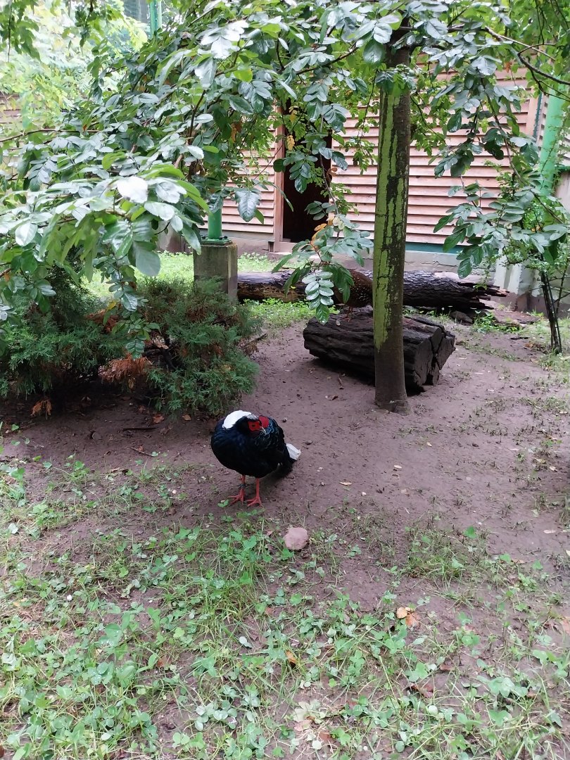 Zoo Lubin - Complex 34 (Lophura) - Swinhoe's pheasant Lophura swinhoii)