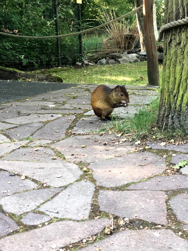 Zoo Magdeburg- aguti in a walkthrough enclosure- 2020