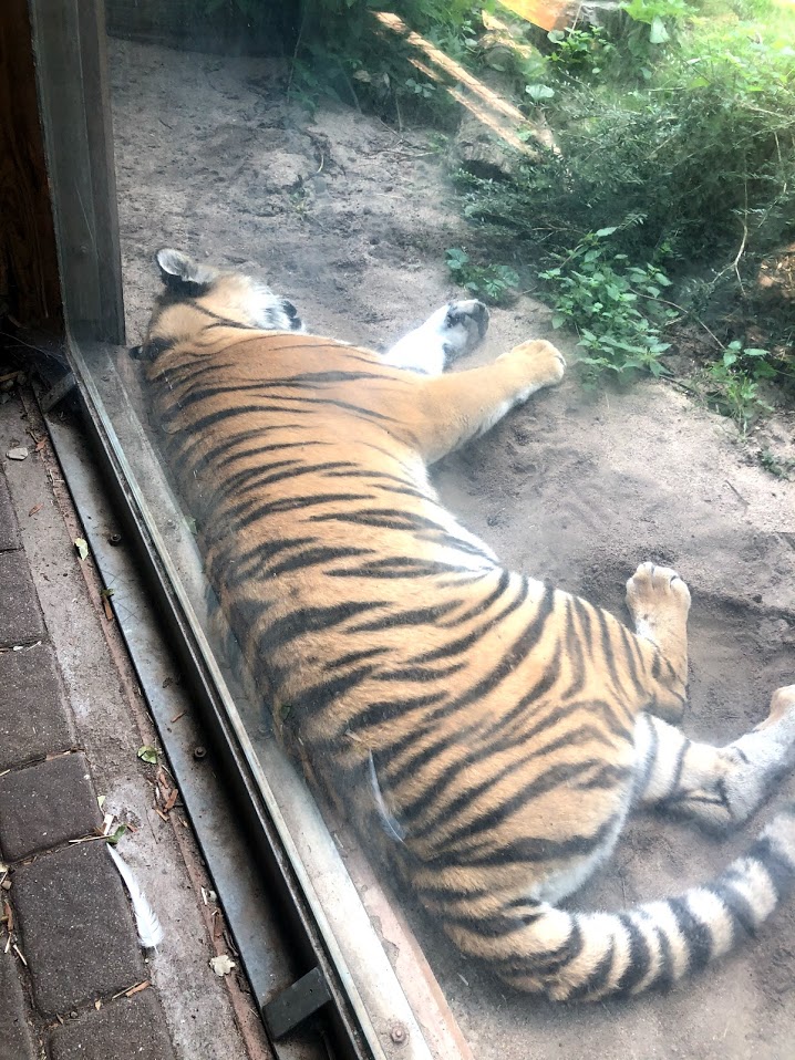 Zoo Magdeburg- amur tiger close-up- 2020