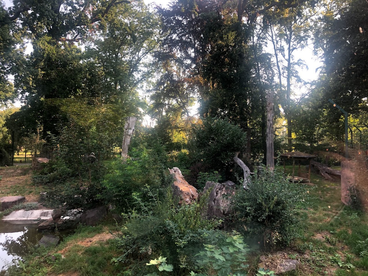 Zoo Magdeburg- amur tiger enclosure- 2020